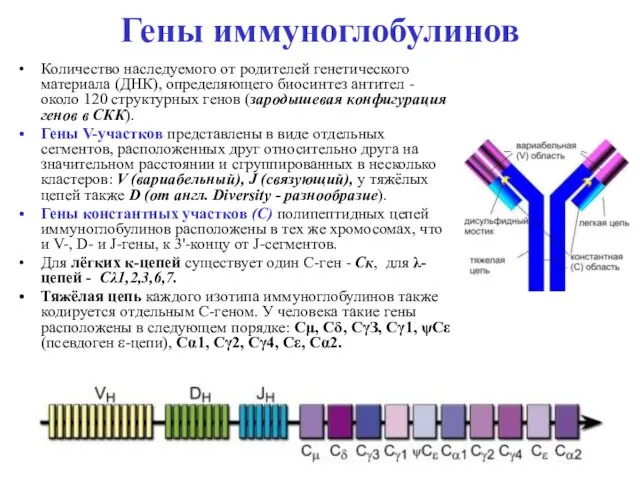 Гены иммуноглобулинов Количество наследуемого от родителей генетического материала (ДНК), определяющего