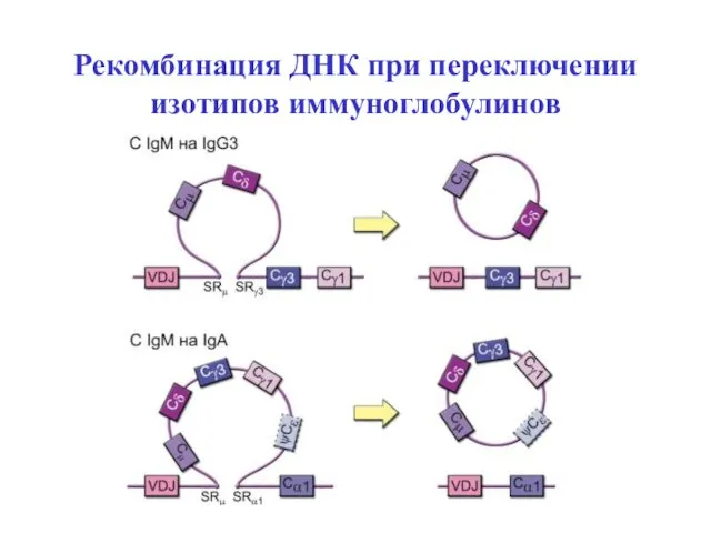 Рекомбинация ДНК при переключении изотипов иммуноглобулинов
