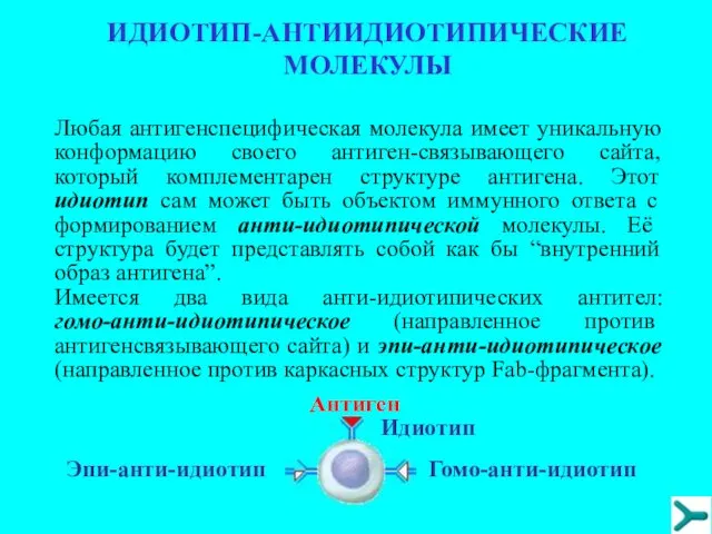 ИДИОТИП-АНТИИДИОТИПИЧЕСКИЕ МОЛЕКУЛЫ Любая антигенспецифическая молекула имеет уникальную конформацию своего антиген-связывающего