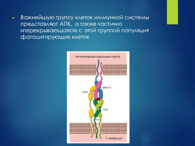 Важнейшую группу клеток иммунной системы представляют АПК, а также частично