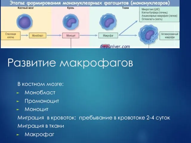 Развитие макрофагов В костном мозге: Монобласт Промоноцит Моноцит Миграция в