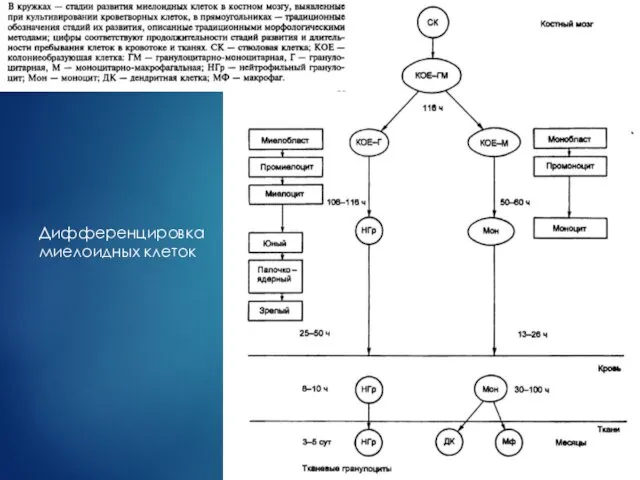 Дифференцировка миелоидных клеток