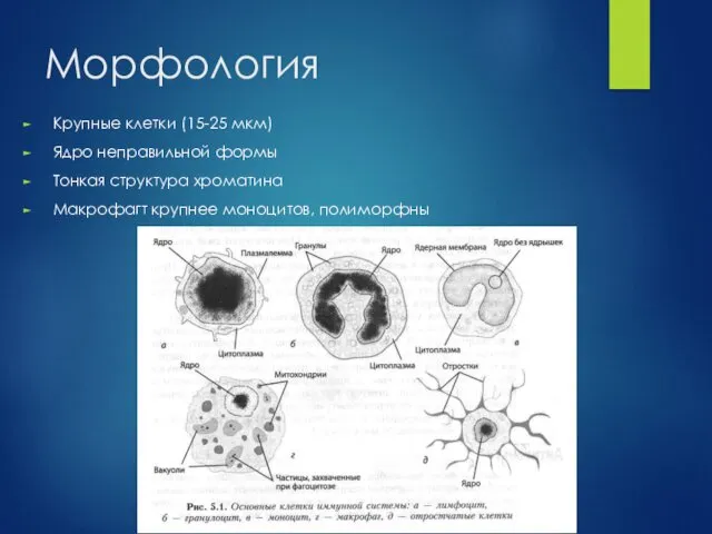 Морфология Крупные клетки (15-25 мкм) Ядро неправильной формы Тонкая структура хроматина Макрофагт крупнее моноцитов, полиморфны