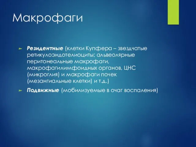 Макрофаги Резидентные (клетки Купфера – звездчатые ретикулоэндотелиоциты; альвеолярные перитонеальные макрофаги,