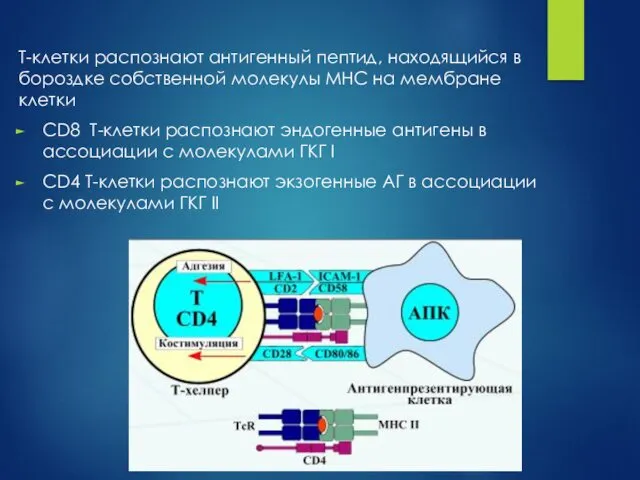 Т-клетки распознают антигенный пептид, находящийся в бороздке собственной молекулы MHC