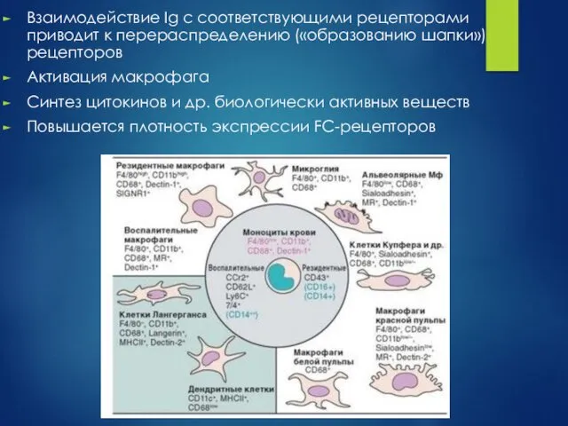 Взаимодействие Ig с соответствующими рецепторами приводит к перераспределению («образованию шапки»)