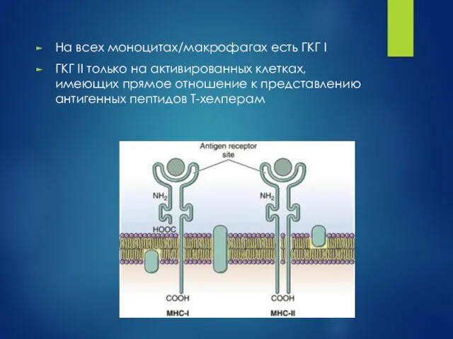 На всех моноцитах/макрофагах есть ГКГ I ГКГ II только на