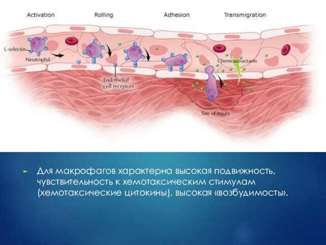 Для макрофагов характерна высокая подвижность, чувствительность к хемотаксическим стимулам (хемотаксические цитокины), высокая «возбудимость».