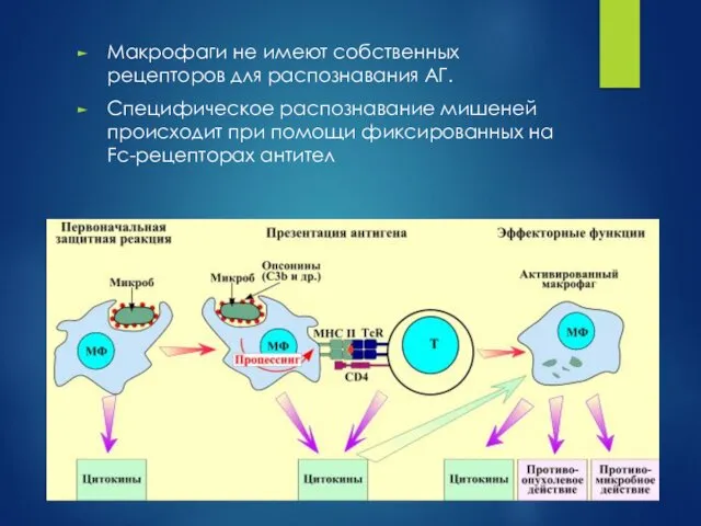 Макрофаги не имеют собственных рецепторов для распознавания АГ. Специфическое распознавание