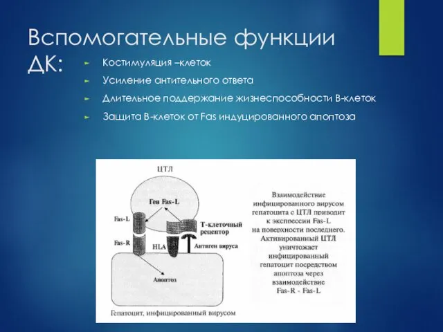 Вспомогательные функции ДК: Костимуляция –клеток Усиление антительного ответа Длительное поддержание