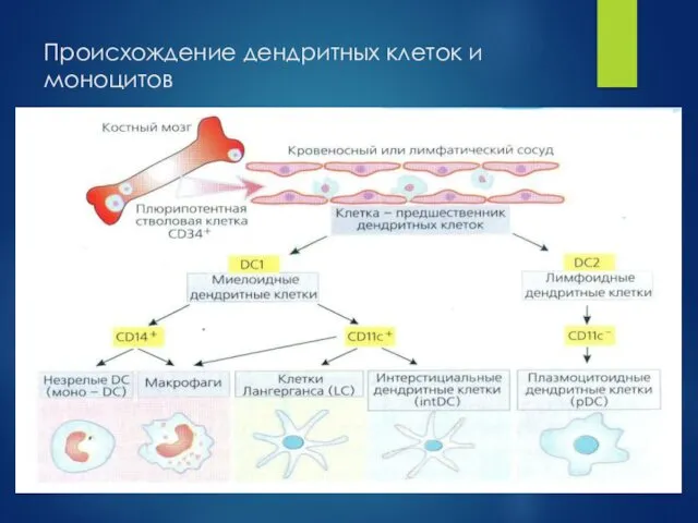 Происхождение дендритных клеток и моноцитов