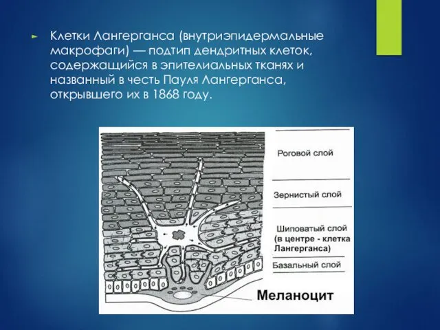 Клетки Лангерганса (внутриэпидермальные макрофаги) — подтип дендритных клеток, содержащийся в