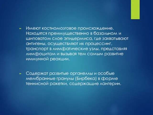 Имеют костномозговое происхождение. Находятся преимущественно в базальном и шиповатом слое