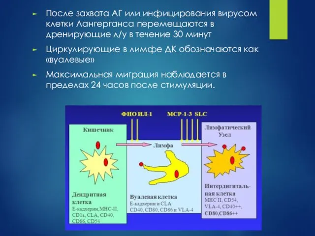 После захвата АГ или инфицирования вирусом клетки Лангерганса перемещаются в