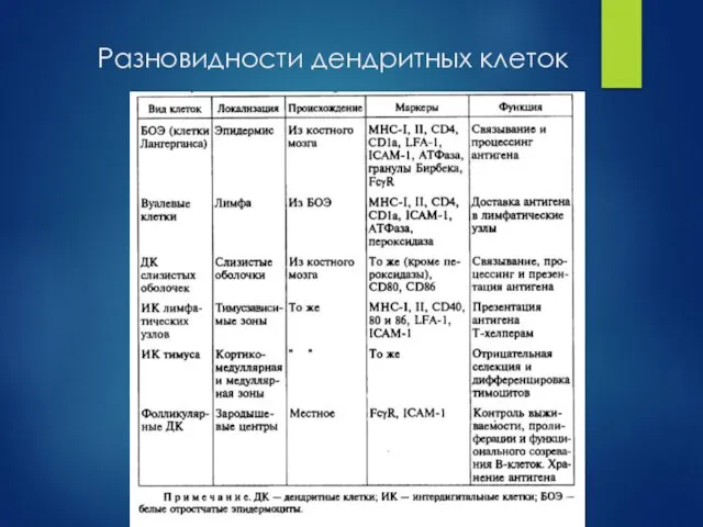 Разновидности дендритных клеток