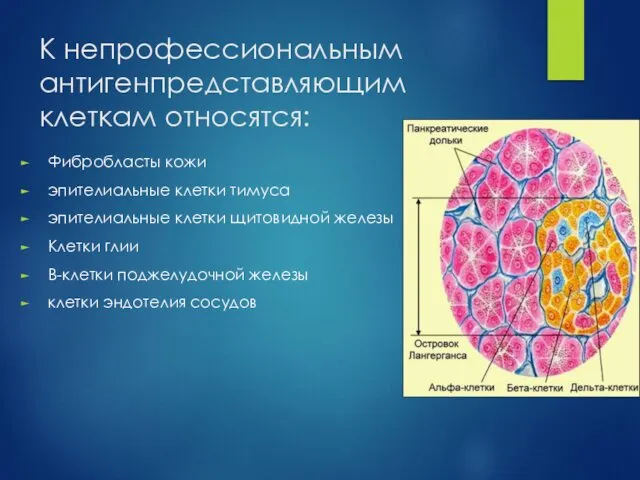 К непрофессиональным антигенпредставляющим клеткам относятся: Фибробласты кожи эпителиальные клетки тимуса