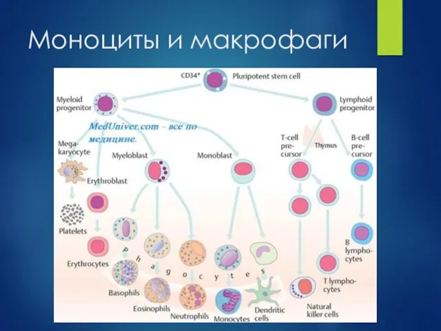 Моноциты и макрофаги