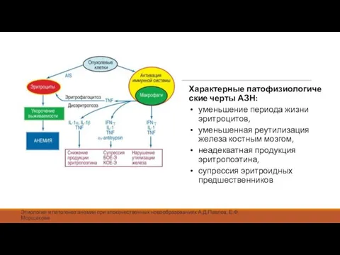 Этиология и патогенез анемии при злокачественных новообразованиях А.Д.Павлов, Е.Ф.Морщакова Характерные