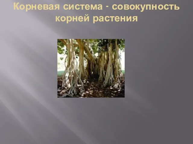 Корневая система - совокупность корней растения