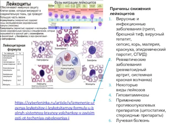 Причины снижения лейкоцитов Вирусные и инфекционные заболевания (грипп, брюшной тиф,