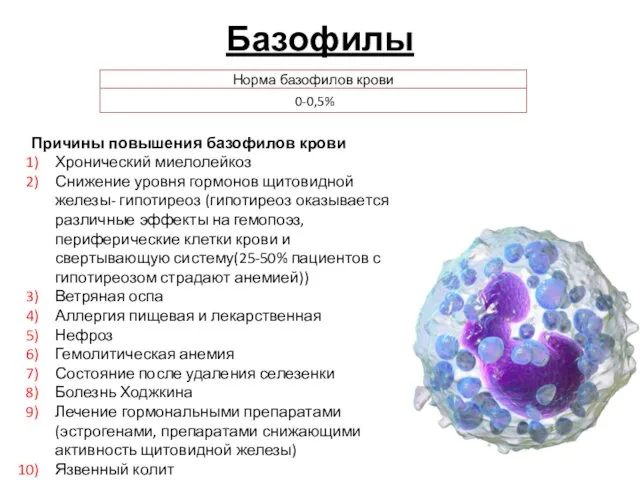 Базофилы Причины повышения базофилов крови Хронический миелолейкоз Снижение уровня гормонов