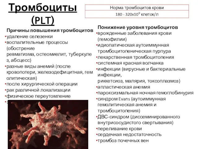 Тромбоциты (PLT) Причины повышения тромбоцитов удаление селезенки воспалительные процессы (обострение