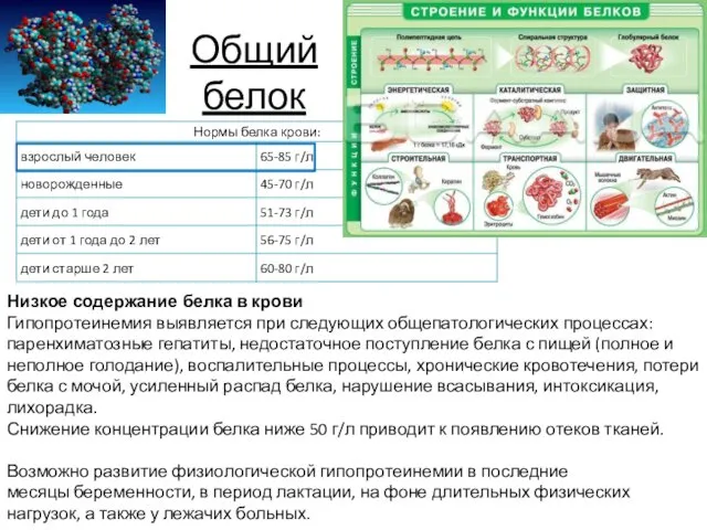 Общий белок Низкое содержание белка в крови Гипопротеинемия выявляется при