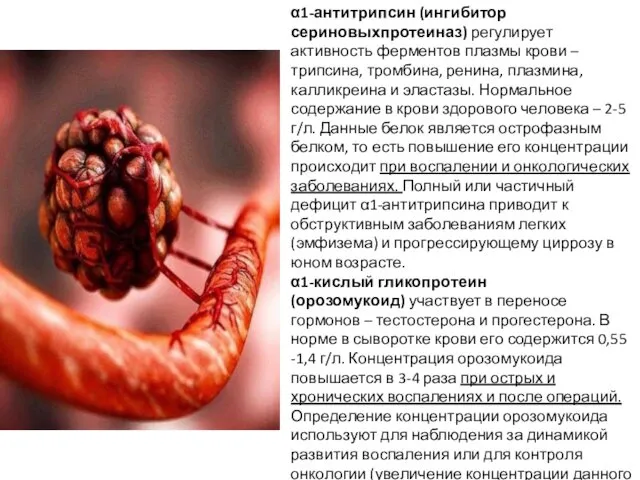 α1-антитрипсин (ингибитор сериновыхпротеиназ) регулирует активность ферментов плазмы крови – трипсина,