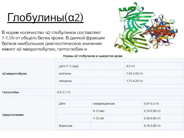 Глобулины(α2) В норме количество α2-глобулинов составляет 7-7,5% от общего белка