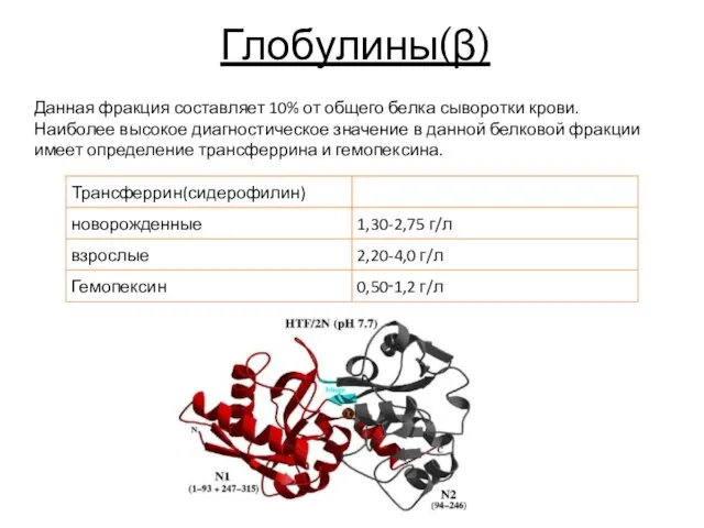 Глобулины(β) Данная фракция составляет 10% от общего белка сыворотки крови.