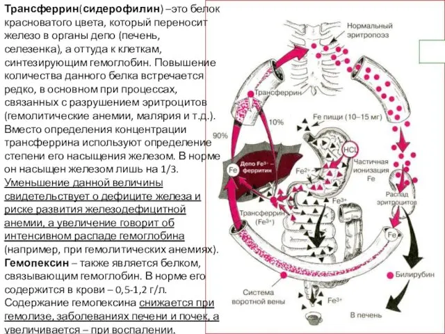 Трансферрин(сидерофилин) –это белок красноватого цвета, который переносит железо в органы