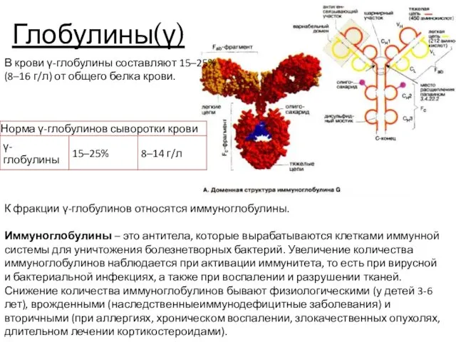 Глобулины(γ) В крови γ-глобулины составляют 15–25% (8–16 г/л) от общего