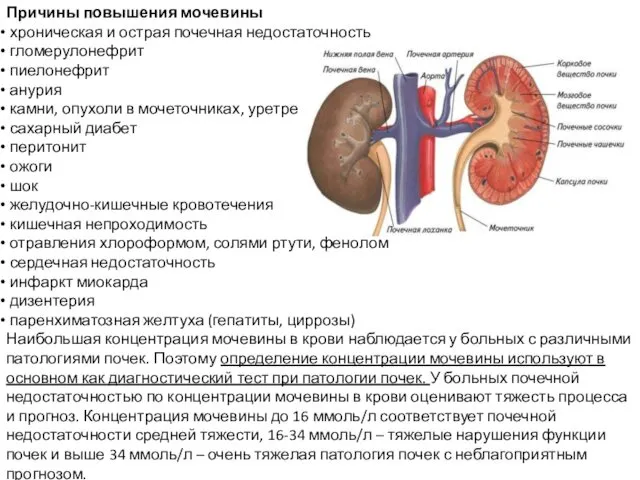 Причины повышения мочевины хроническая и острая почечная недостаточность гломерулонефрит пиелонефрит