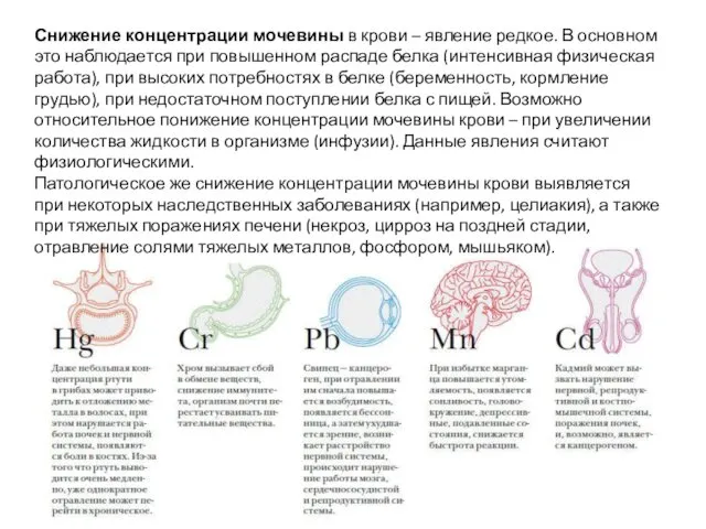 Снижение концентрации мочевины в крови – явление редкое. В основном