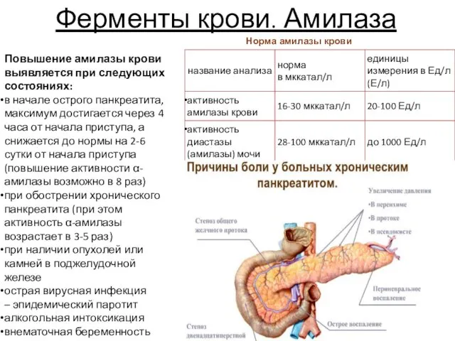 Ферменты крови. Амилаза Норма амилазы крови Повышение амилазы крови выявляется