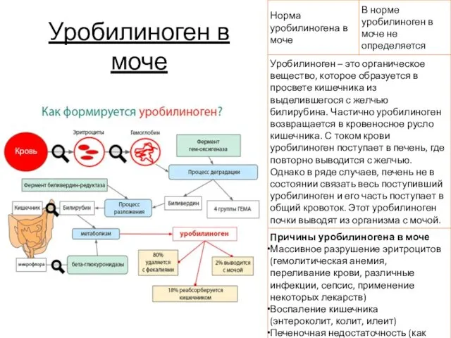 Уробилиноген в моче