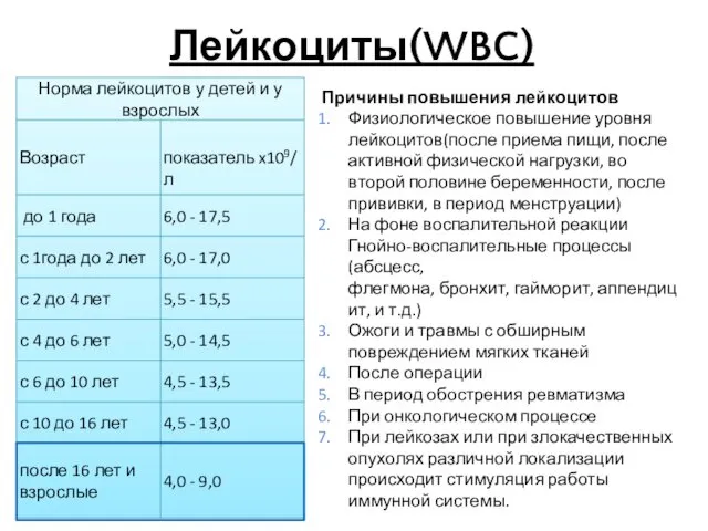 Лейкоциты(WBC) Причины повышения лейкоцитов Физиологическое повышение уровня лейкоцитов(после приема пищи,