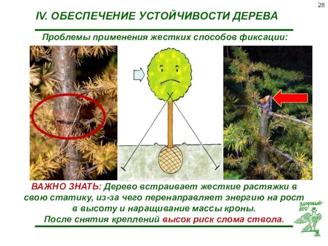 IV. ОБЕСПЕЧЕНИЕ УСТОЙЧИВОСТИ ДЕРЕВА ВАЖНО ЗНАТЬ: Дерево встраивает жесткие растяжки