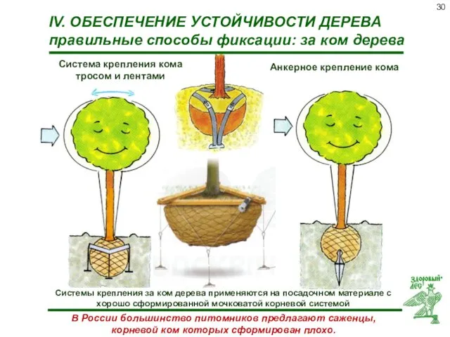 IV. ОБЕСПЕЧЕНИЕ УСТОЙЧИВОСТИ ДЕРЕВА правильные способы фиксации: за ком дерева