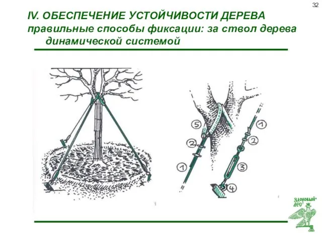 IV. ОБЕСПЕЧЕНИЕ УСТОЙЧИВОСТИ ДЕРЕВА правильные способы фиксации: за ствол дерева динамической системой