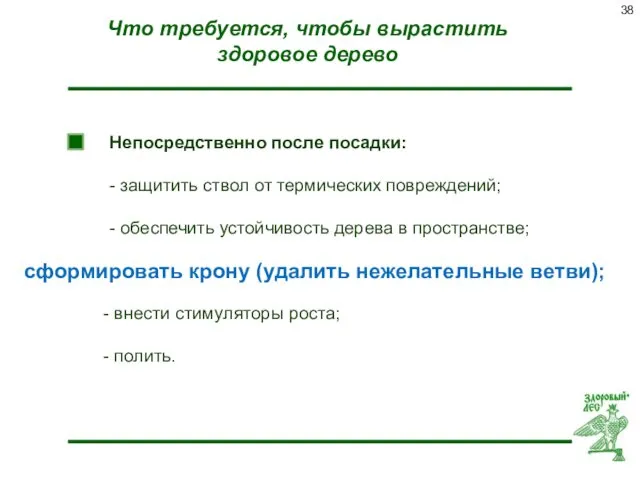 Что требуется, чтобы вырастить здоровое дерево Непосредственно после посадки: -