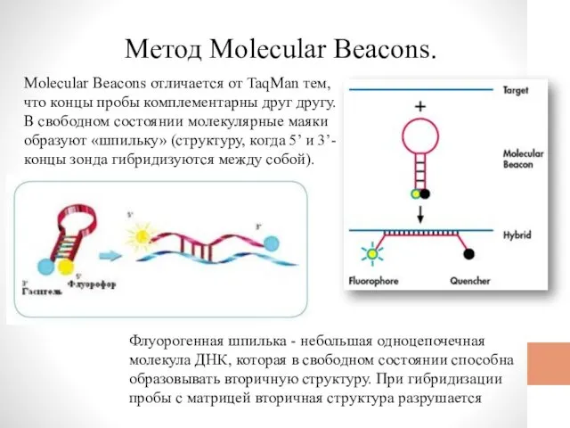 Метод Molecular Beacons. Molecular Beacons отличается от TaqMan тем, что