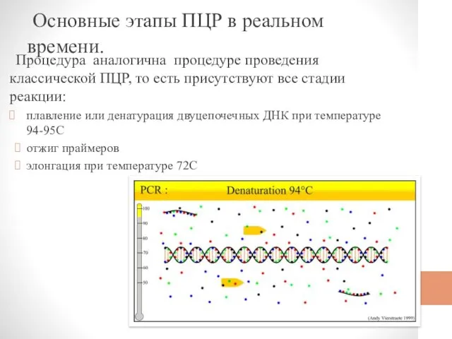 Основные этапы ПЦР в реальном времени. Процедура аналогична процедуре проведения