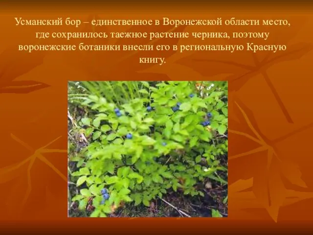 Усманский бор – единственное в Воронежской области место, где сохранилось