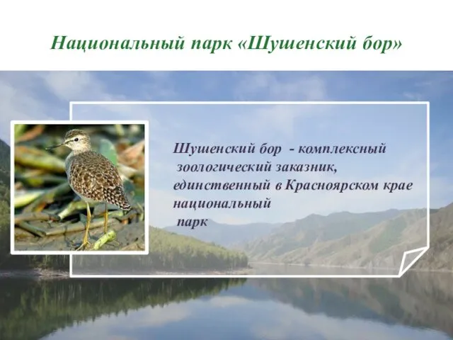 Национальный парк «Шушенский бор» Шушенский бор - комплексный зоологический заказник, единственный в Красноярском крае национальный парк