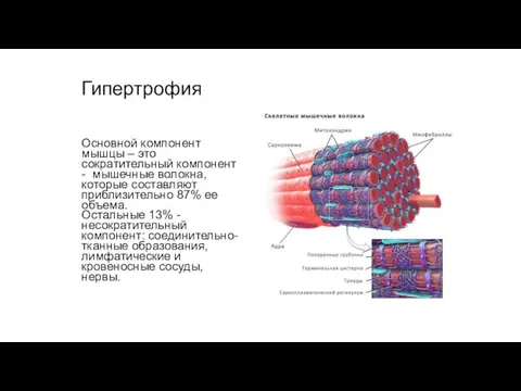 Гипертрофия Основной компонент мышцы – это сократительный компонент - мышечные