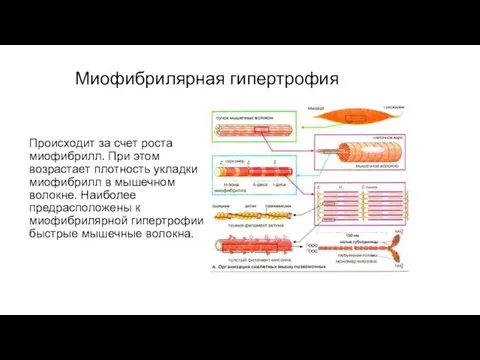 Миофибрилярная гипертрофия Происходит за счет роста миофибрилл. При этом возрастает