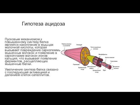 Гипотеза ацидоза Пусковым механизмом к повышенному синтезу белка является накопление