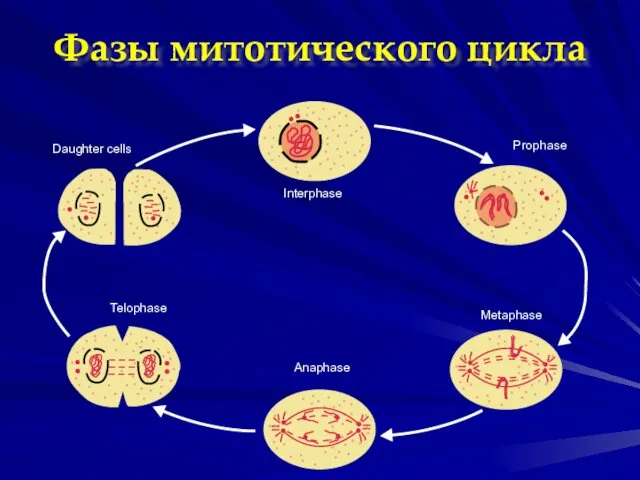Interphase Prophase Daughter cells Telophase Anaphase Metaphase Фазы митотического цикла