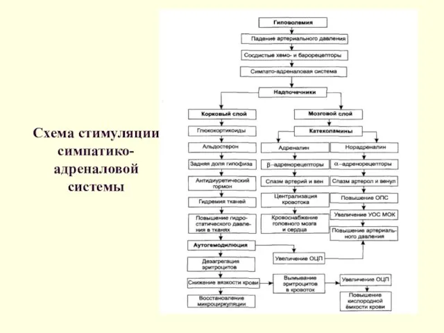 Схема стимуляции симпатико-адреналовой системы